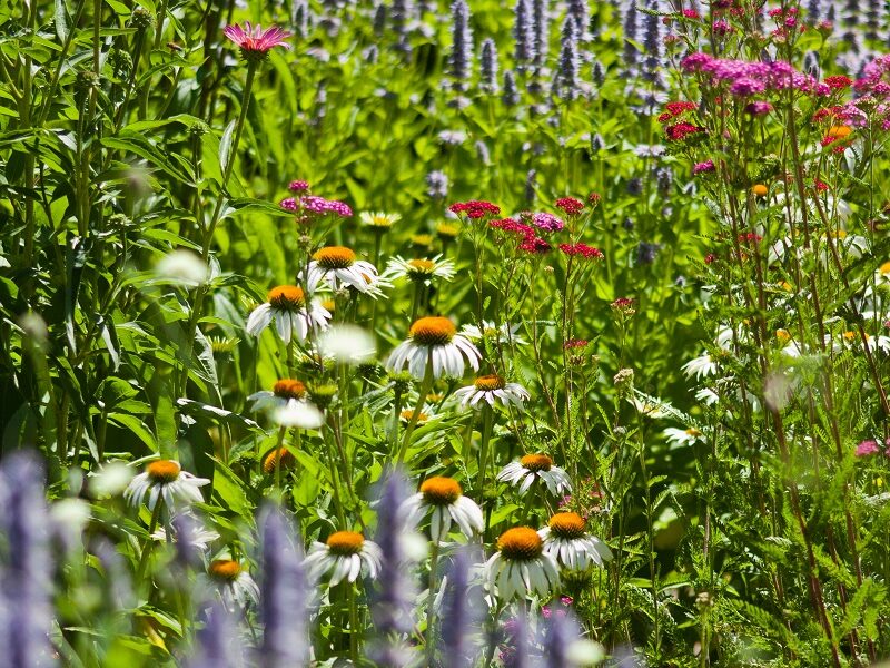blommor blommor