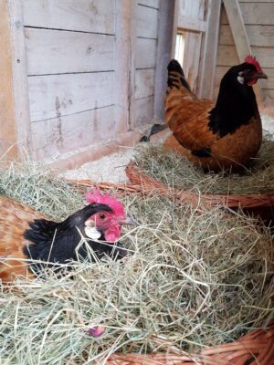 chicken chicken