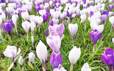 Krokus blomma Gardenize