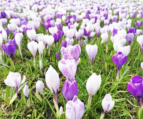 Krokus blomma Gardenize