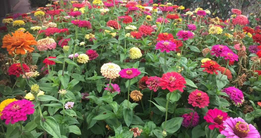 April in Golden Central