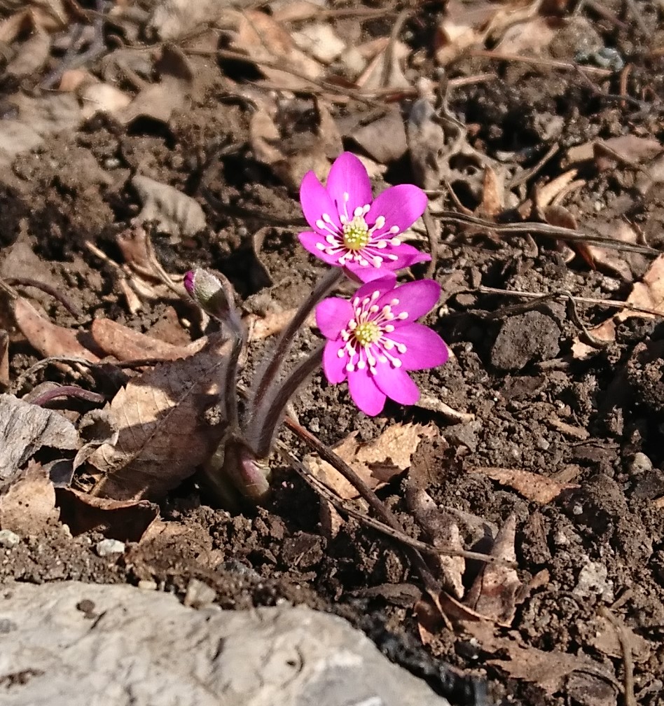 April i norr, rosa blåsippa
