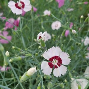 blommor blommor
