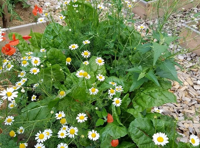 blommor blommor
