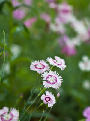 blommor blommor