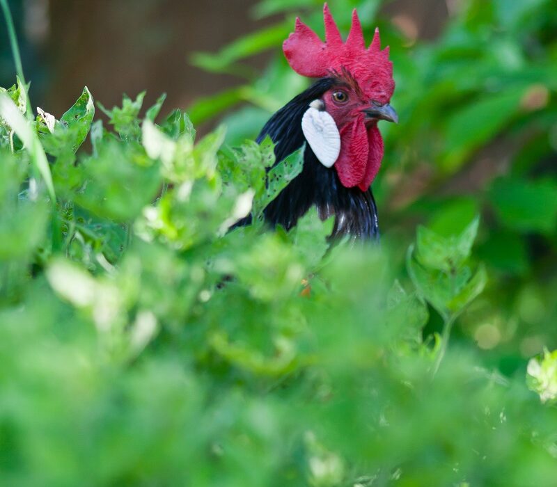chicken chicken