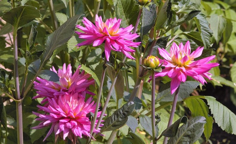 So gedeiht die Dahlie in deinem Garten