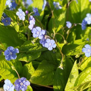 Ormöga, Omphalodes verna