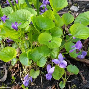 Luktviol, Viola odorata