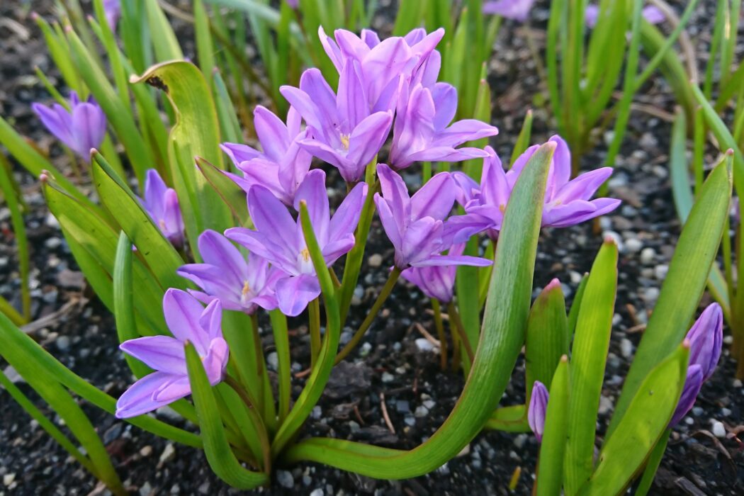 Vårstjärna i blom i maj i norr