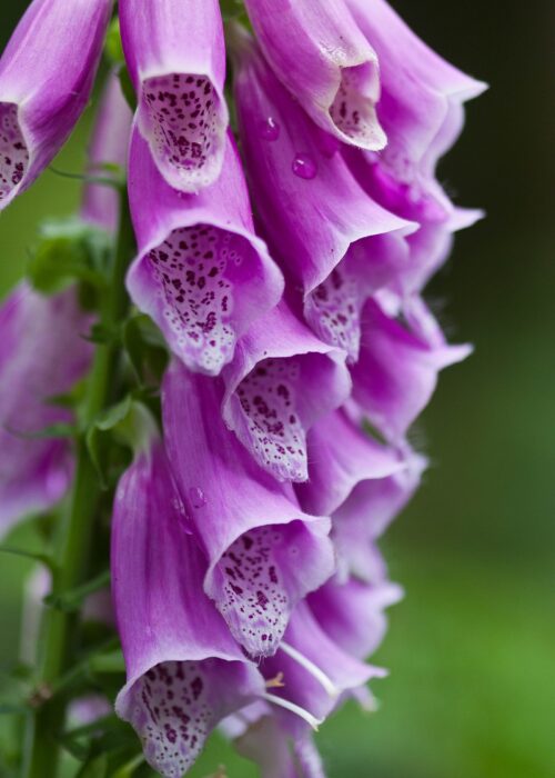 Roter Fingerhut / Digitalis purpurea