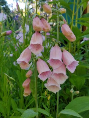 Apricotfarbener Fingerhut / Digitalis purpurea 'Apricot'