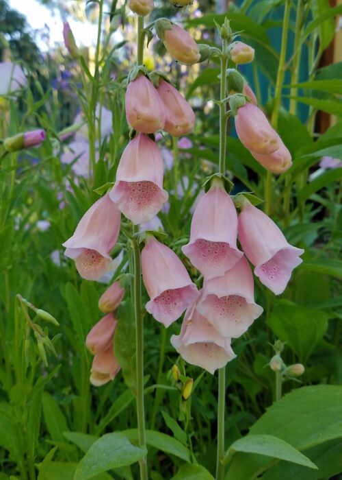 Apricotfarbener Fingerhut / Digitalis purpurea 'Apricot'