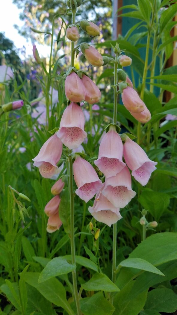 Apricotfarbener Fingerhut / Digitalis purpurea 'Apricot'