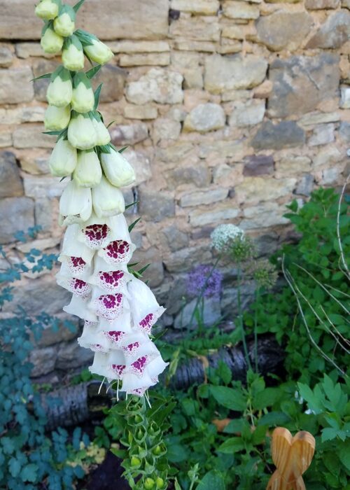 Fingerhut 'Pam's Choice' / Digitalis purpurea 'Pam's Choice'