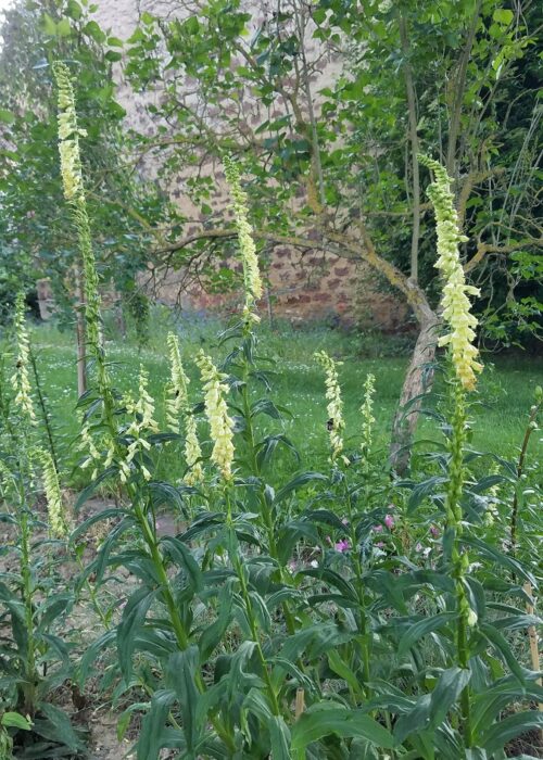 Digitalis lutea – Gelber Fingerhut