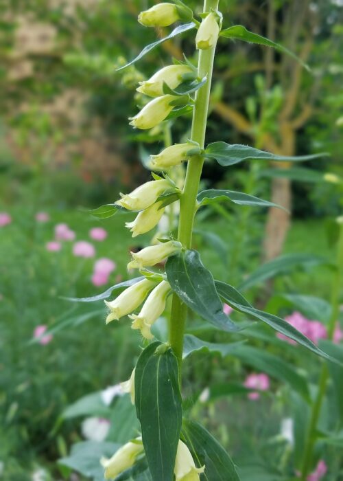 Digitalis lutea – Gelber Fingerhut