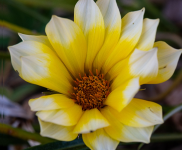 Gazanias1