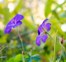 new zealand flowers