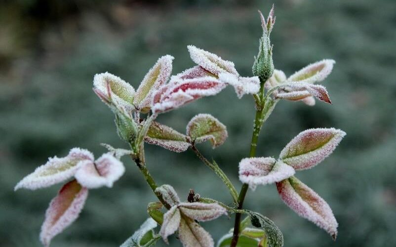 frozen flower