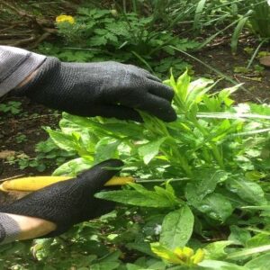 Cutting Leaves