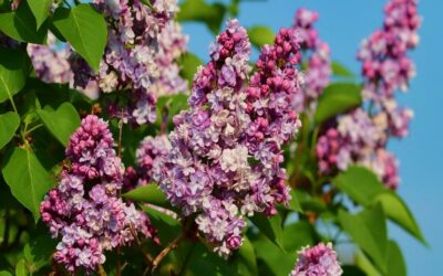 lilacs