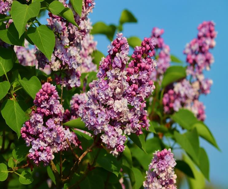 lilacs