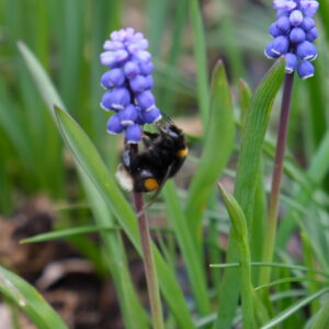 Pärlhyacint, muscari botryoides