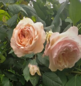 A Shropshire Lad