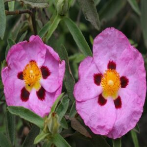 Cistus Cistus