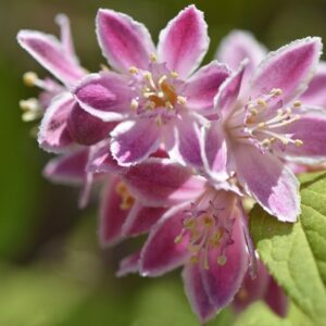 Deutzia Deutzia