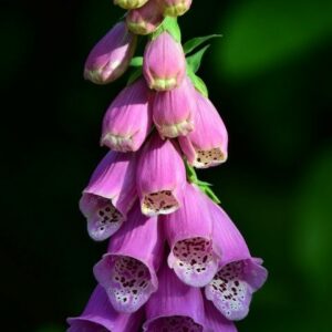 Digitalis (foxglove) Digitalis (foxglove)