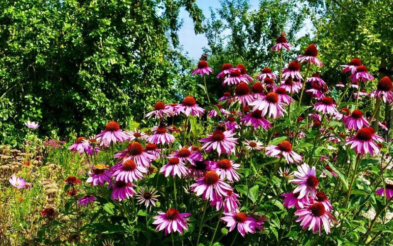 Herbaceous Perennials