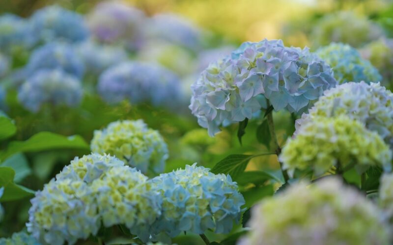 Hydrangeas Hydrangeas