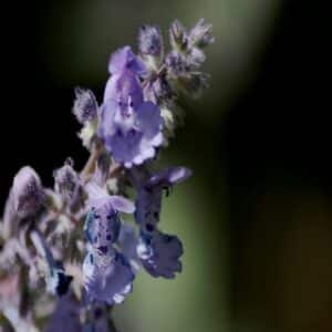 Nepeta Faassenii Nepeta Faassenii