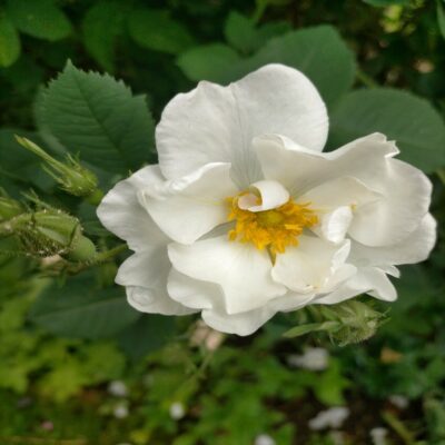 Rosa Alba Semi-Plena (The White Rose of York) Rosa Alba Semi-Plena (The White Rose of York)