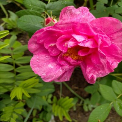 Rosa Gallica Officinalis (The Red Rose of Lancaster) Rosa Gallica Officinalis (The Red Rose of Lancaster)