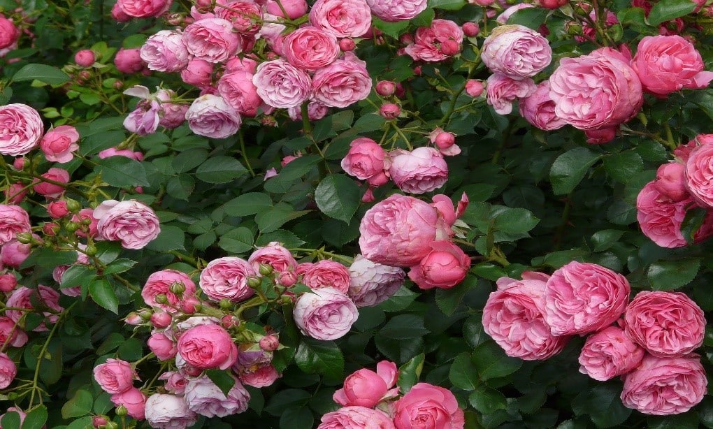 Roses