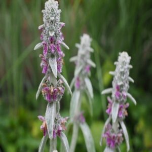 Stachys Lanata Stachys Lanata