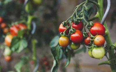 a branch of tomatoes