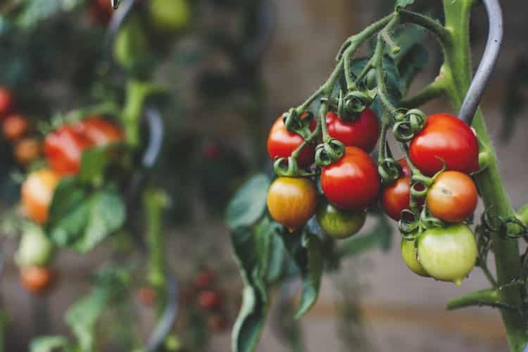 a branch of tomatoes