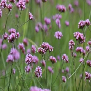 Verbena Bonariensis Verbena Bonariensis