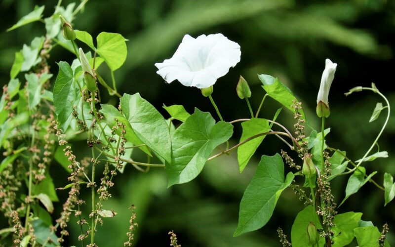 flower flower