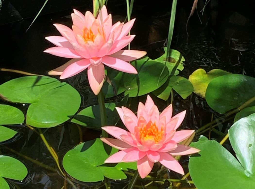 water lily