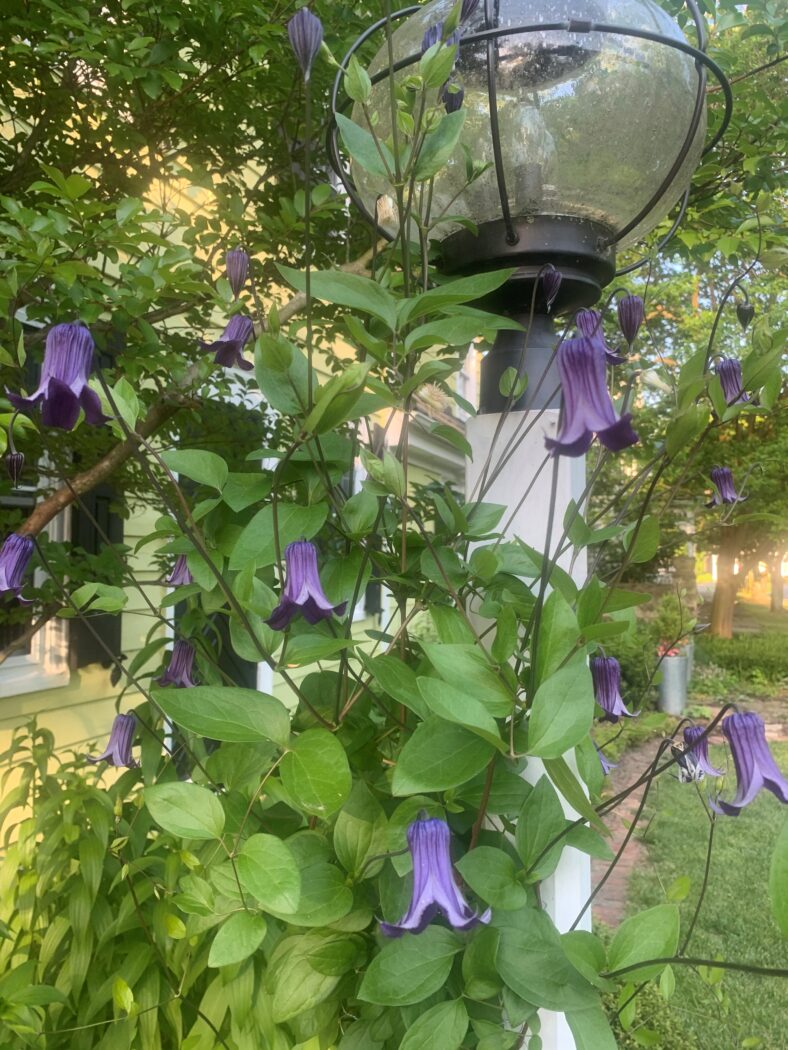 Clematis roguchi