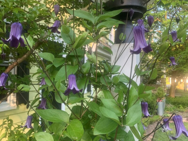 Clematis roguchi