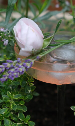 lavender coktail