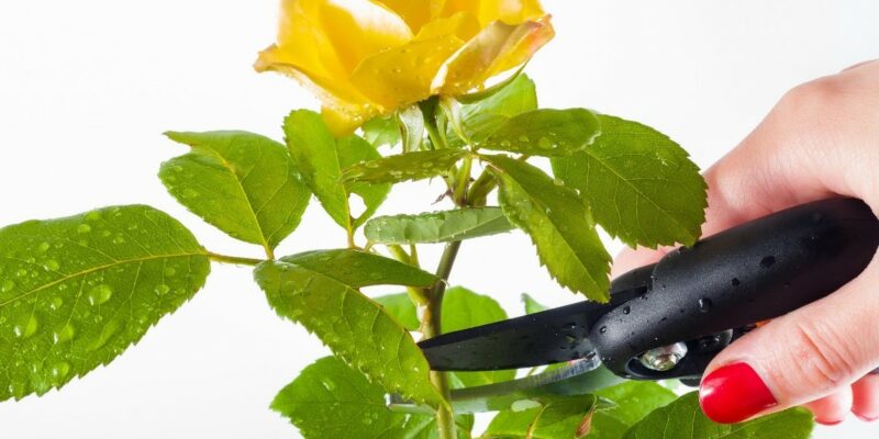 pruning rose pruning rose