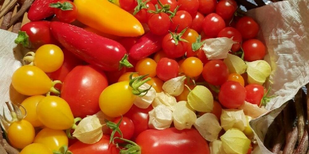 Harvest tomatoes