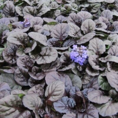 2 Black Scallop Ajuga